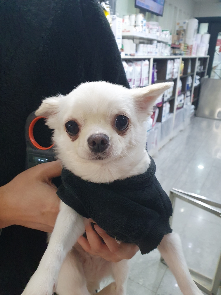 종료(반환) 치와와…